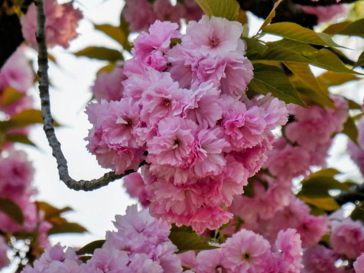 菊次郎 tweet media