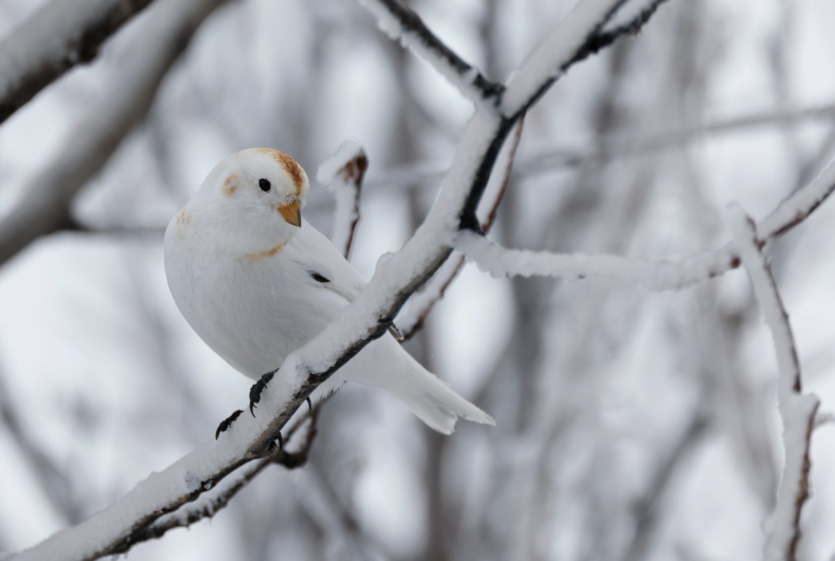 American Bird Conservancy tweet media
