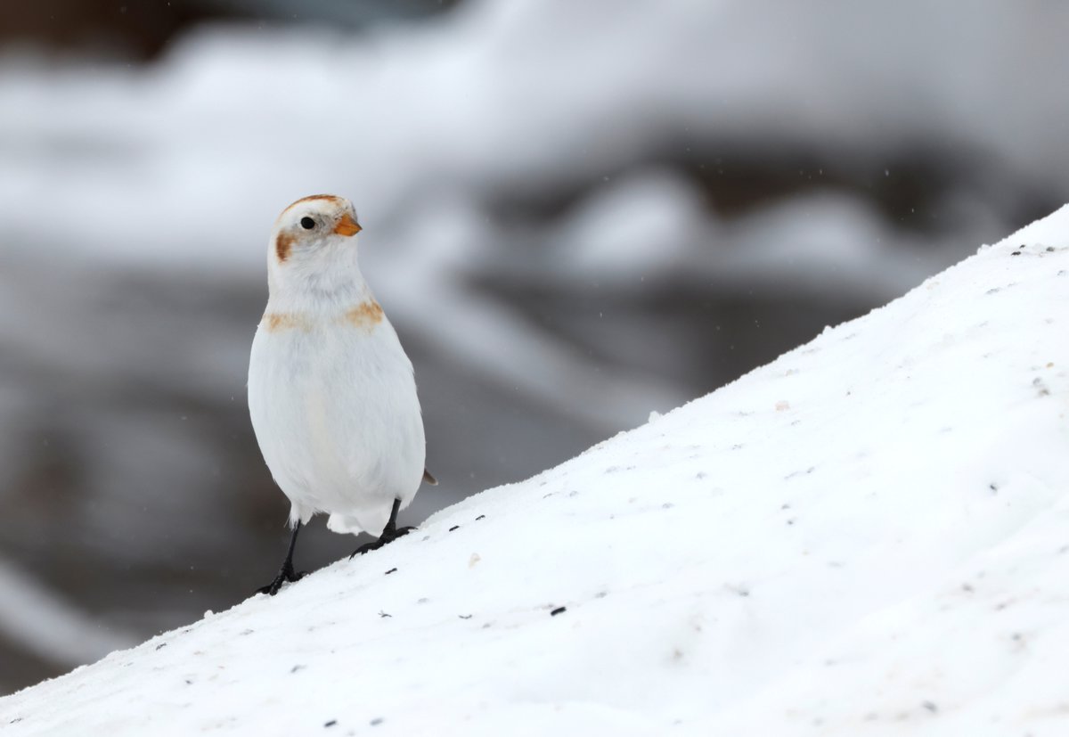 American Bird Conservancy tweet media