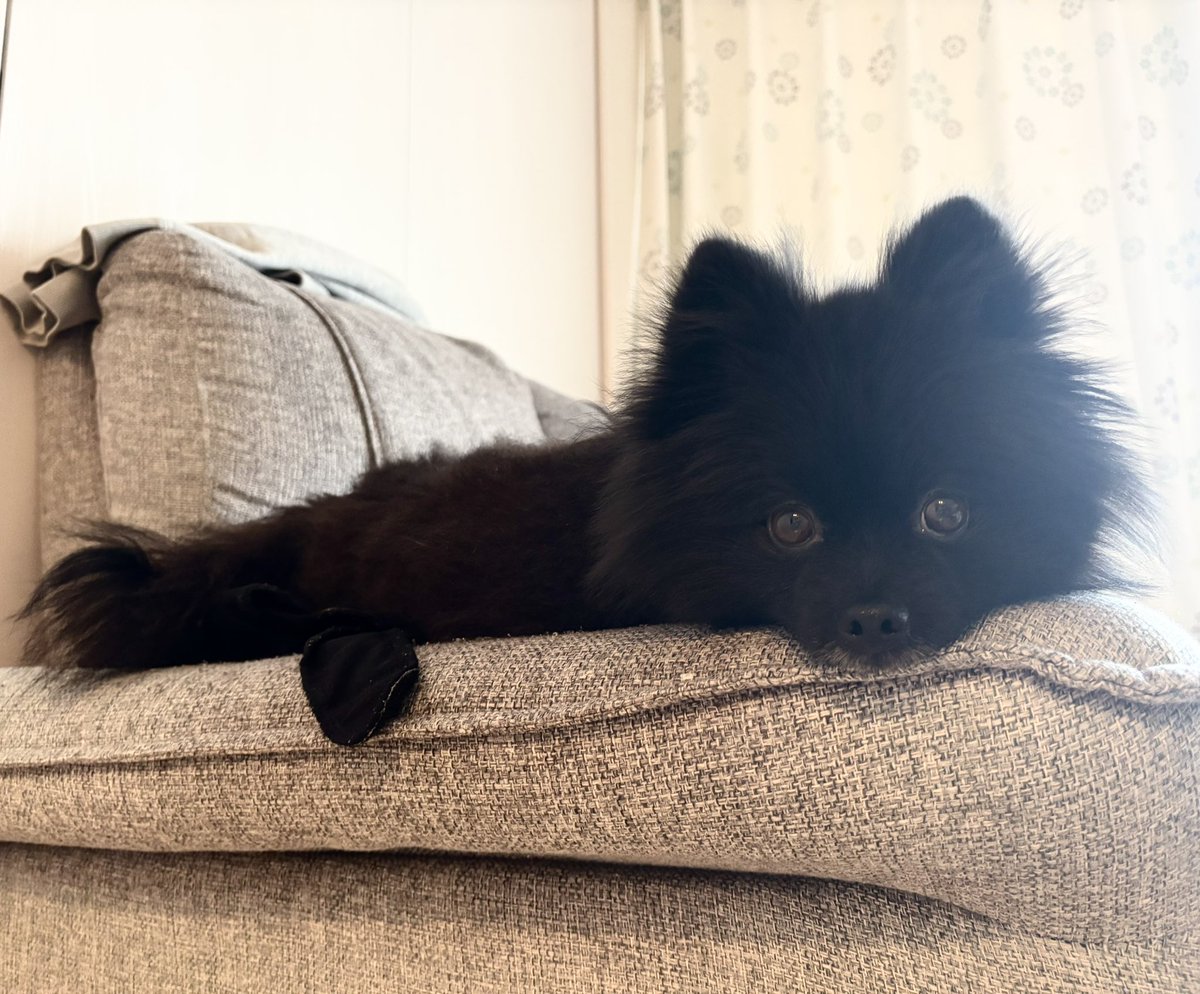 黒ポメラニアンのぷーちゃん tweet media