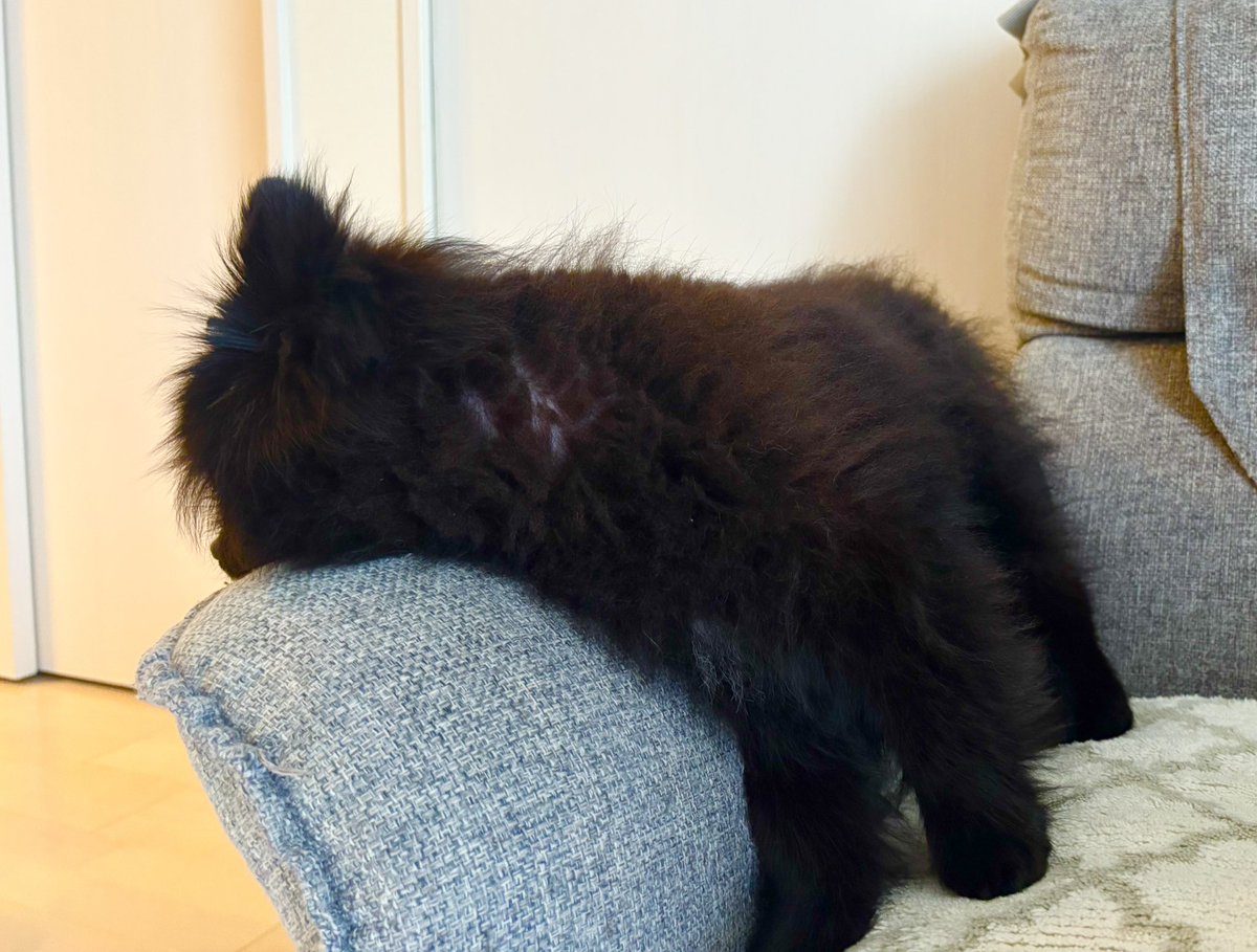 黒ポメラニアンのぷーちゃん tweet media