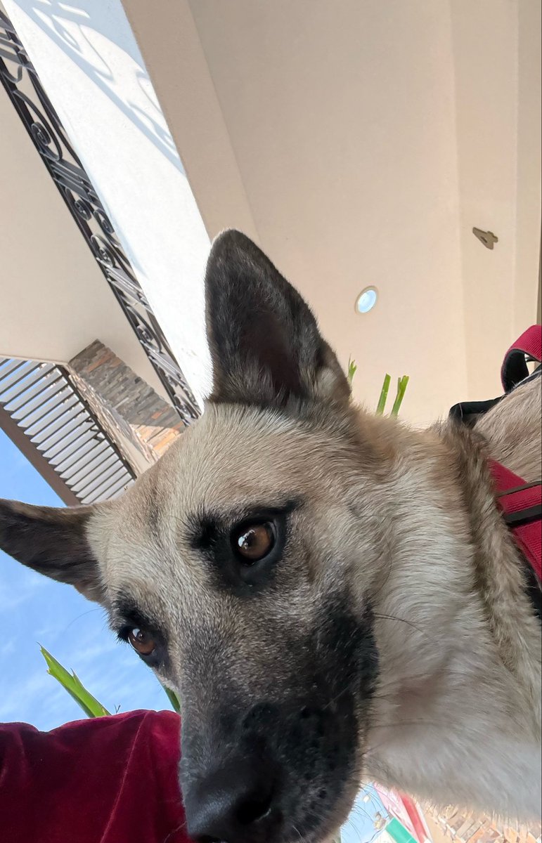 fucklett tweet media