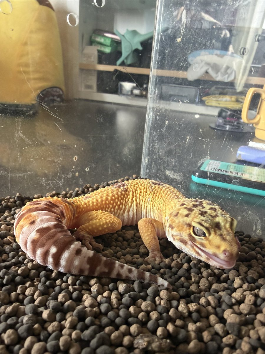 えだちゃん tweet media