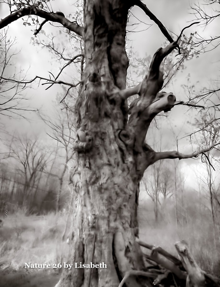 The value of a single tree
