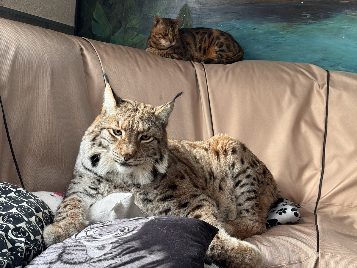 Илья Смолин tweet media