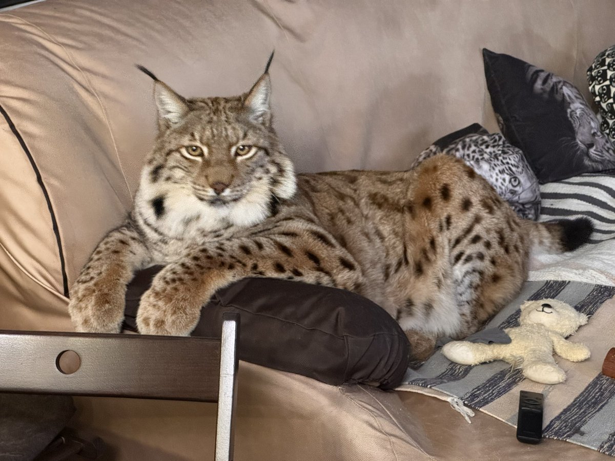 Илья Смолин tweet media