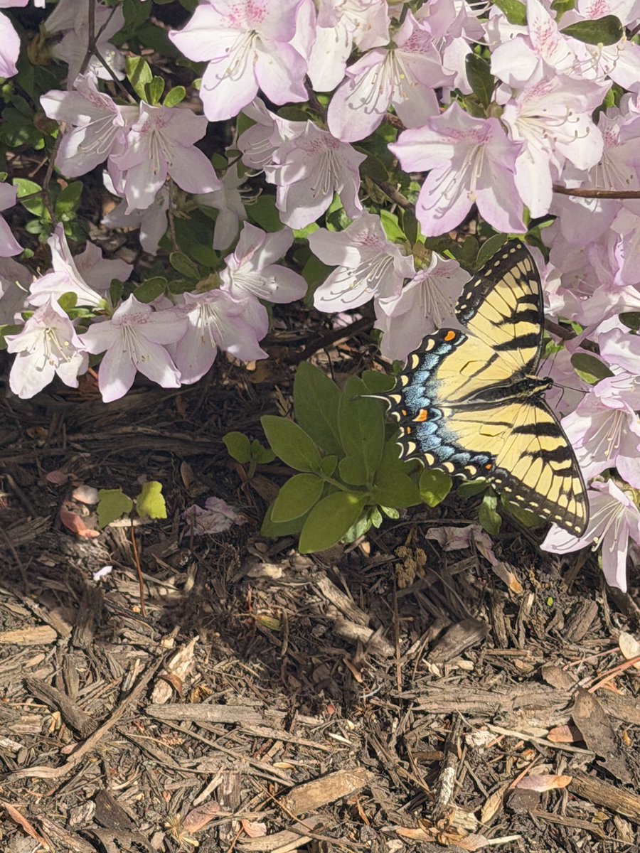 PluggSays's tweet photo. Hello my beautiful beloved followers here’s a butterfly https://t.co/eXpPPolO3x