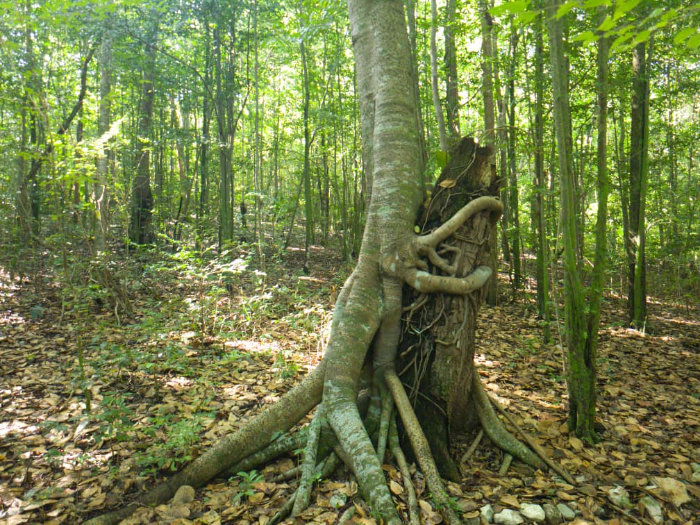 Postales del Refugio de Vida Silvestre Monte Cupaynicú. Aquí algunas bellezas del bosque,las fotos son de Janet Sam, su directora <a href="/ArmandoRguezB/">Armando</a> <a href="/OGAmbienteCuba/">Odalys Caridad Goicochea Cardoso</a> <a href="/Jessfc17/">JessicaFC</a> <a href="/RpYolennis/">Yolennis RP</a> <a href="/YudelkisOrtizB/">Yudelkis Ortiz Barceló</a> <a href="/Maria5185866/">María Del Carmen Hidalgo Ramírez</a>