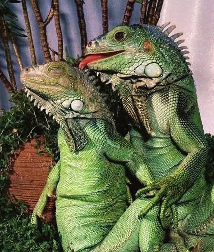 Mrs Nige tweet media