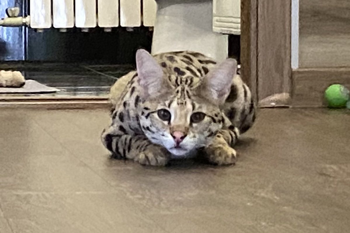 Илья Смолин tweet media