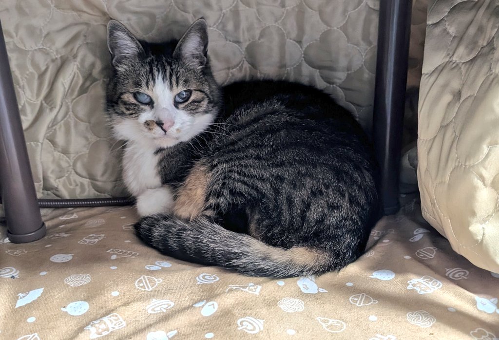 MASA@奈々ちゃん応援してます😄 tweet media