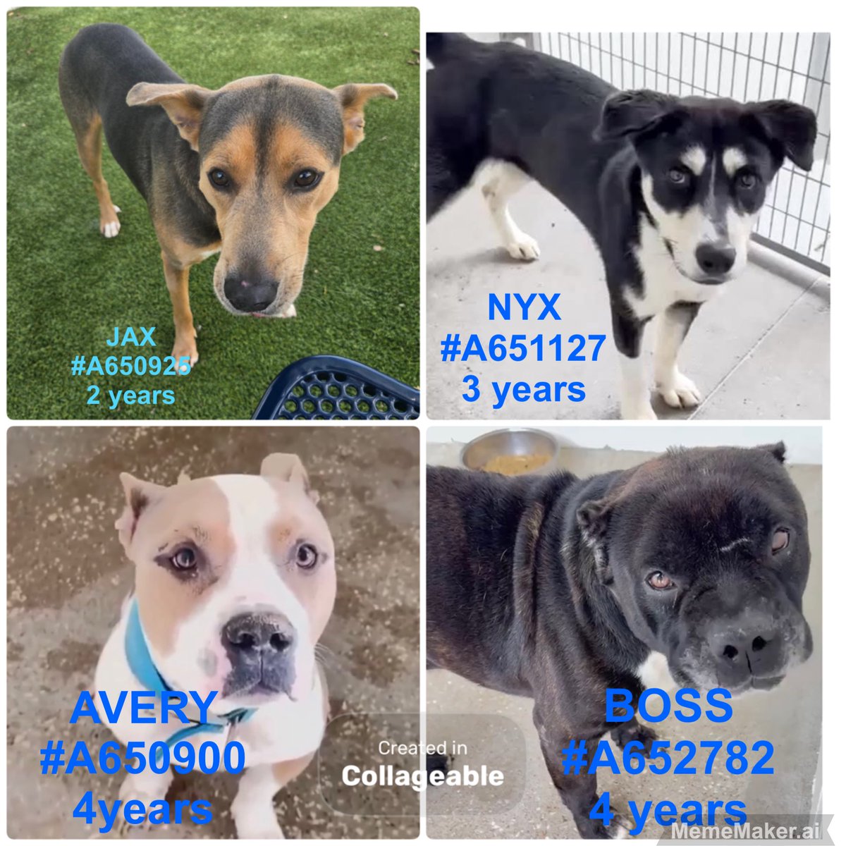 PawsnTails4TX's tweet image. 🆘🆘 LAST PLEAS SENT 
           🚨🚨TB☠️ 4/13
💙JAX  Adopter never showed 
Luvs 🍖🦴🧀 

💞NYX  Stray 2/20
Luvs toys 🧸🎾 other🐶&amp;amp;💦 
🏥HW+

🩵AVERY  Arrived 2/17
Luvs🍖🦴🧀Knows “Sit”
🏥HW+

💙BOSS  Owner in prison 3/19
🏥HW+ 

#PLEDGE #FOSTER #ADOPT
Harris County 
Houston #TX