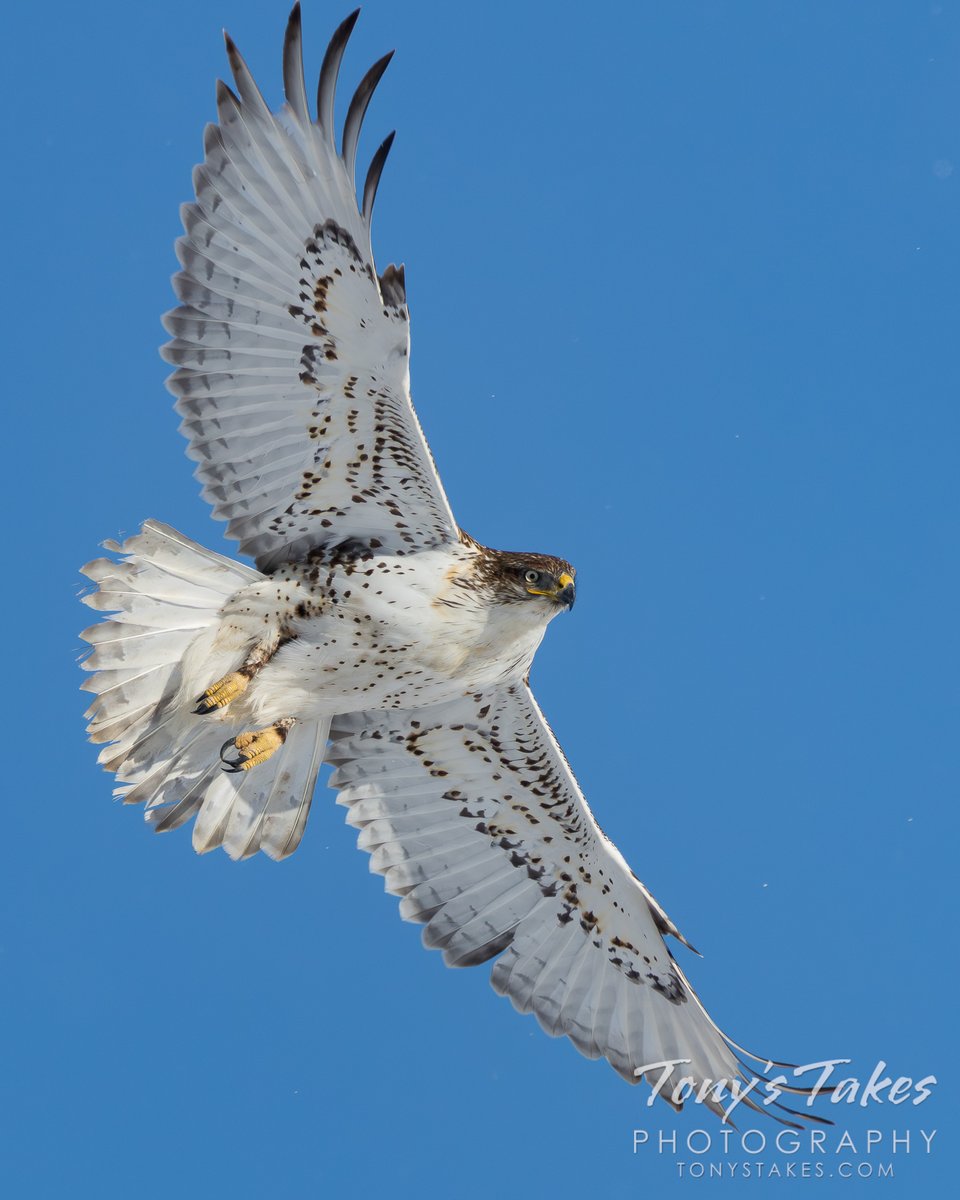 TonysTakes's tweet image. Fabulous ferruginous hawk takes flight. Pop! That is exactly what this gorgeous raptor does against that beautiful blue Colorado sky.

#hawk #ferruginoushawk #birding #raptor #Colorado #wildlife #wildlifephotography #OptOutside