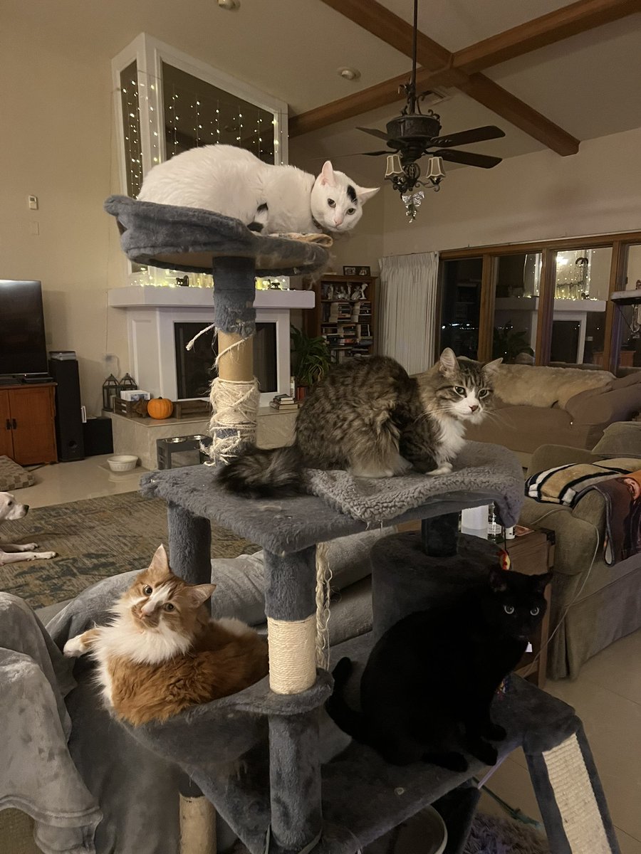 Hopkins2720's tweet photo. @buitengebieden Cats: Adam, Jason, Bodhi &amp; Ivan
Dogs: Rowdy, Joey, Kiki, and Bodhi (honorary dog😹) https://t.co/8hvGy6pQh7
