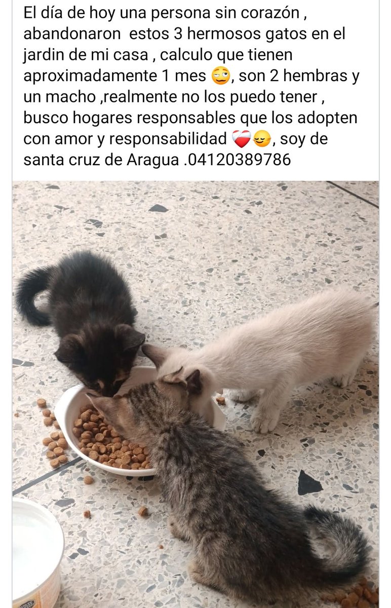 PerroUsuario's tweet photo. En adopción responsable https://t.co/xB8frPOu6N