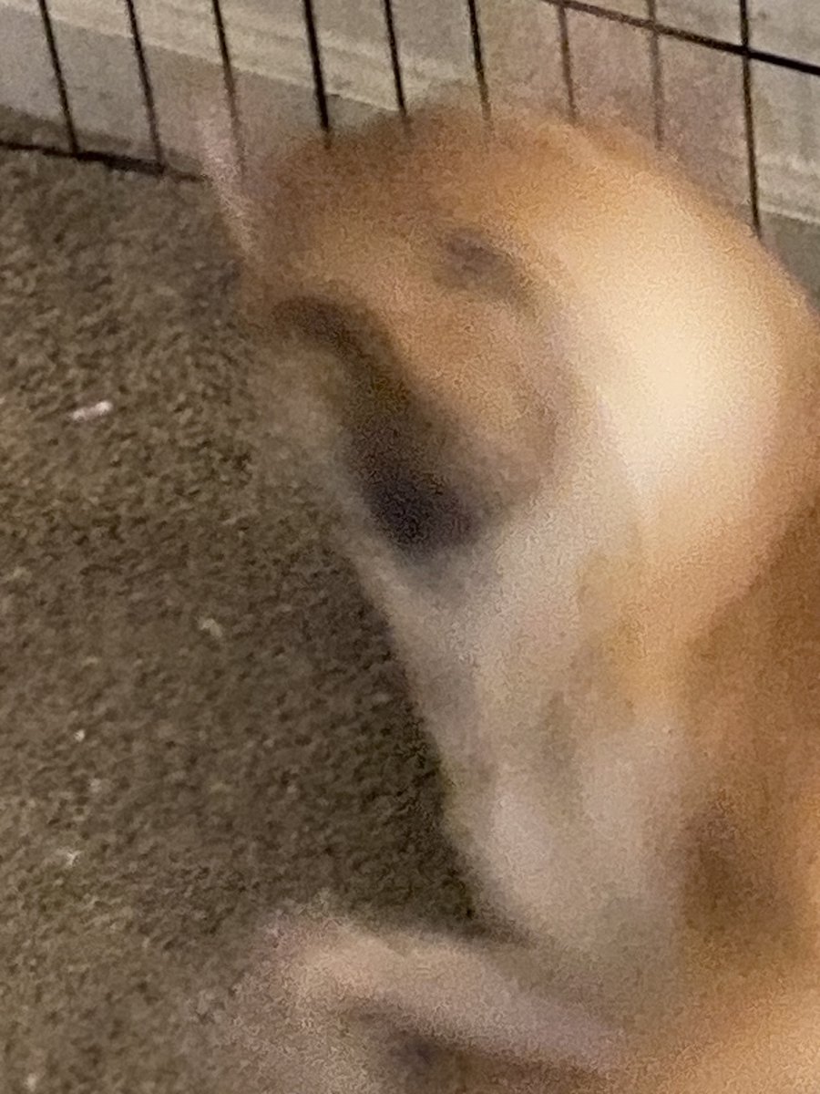 Tetra 🦊🌌 tweet media