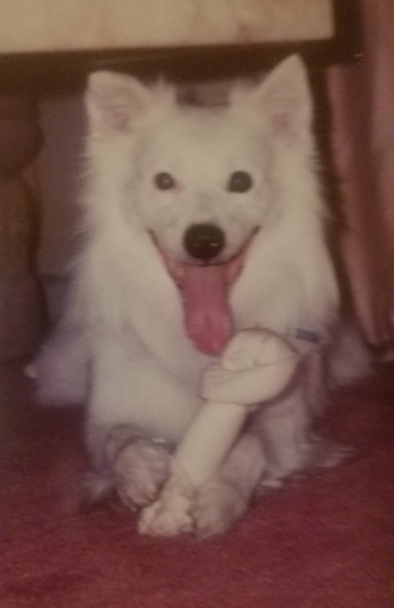 ferris316's tweet image. Was absolutely crushed when he passed
#EskimoSpitz 
#BatBat