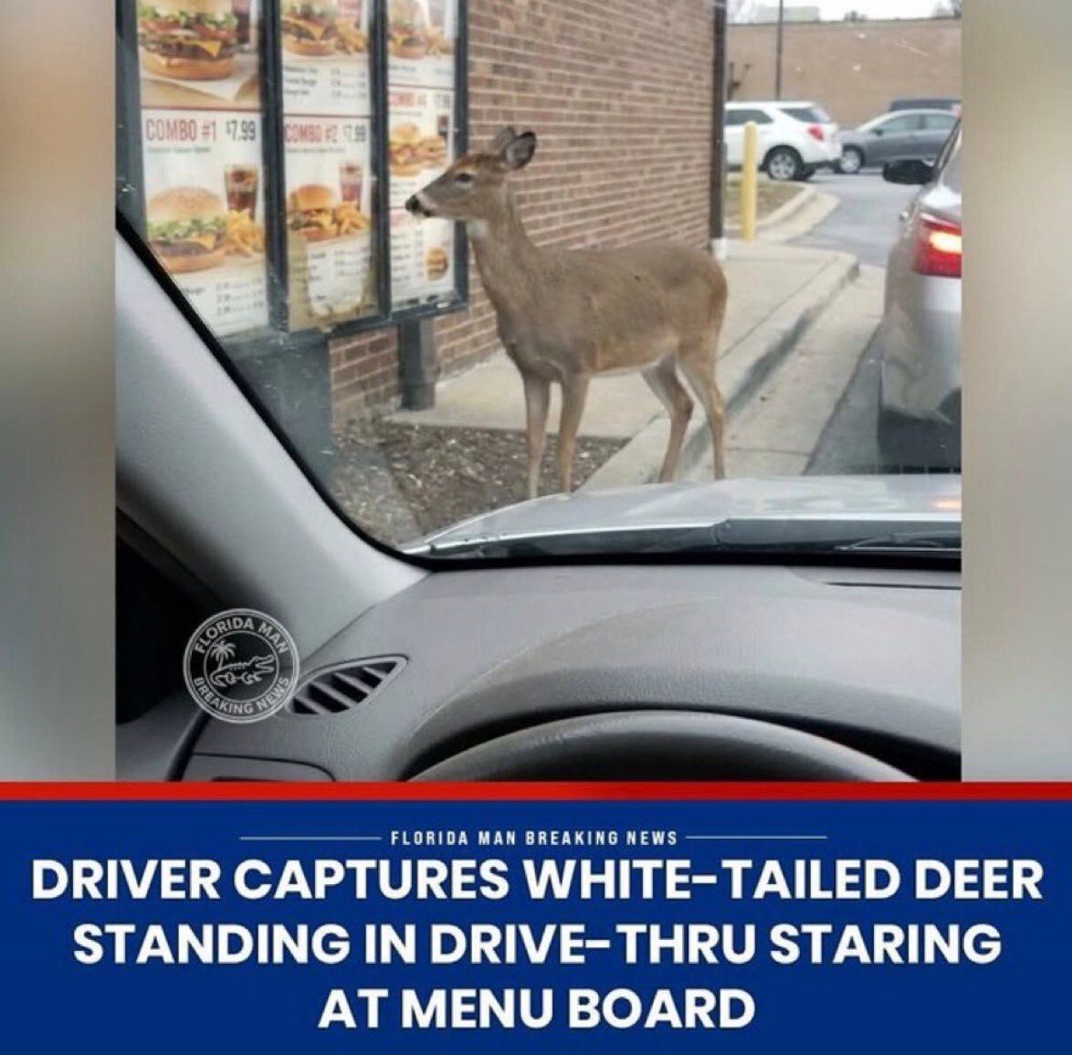 Deer in Places they Shouldn't Be tweet media