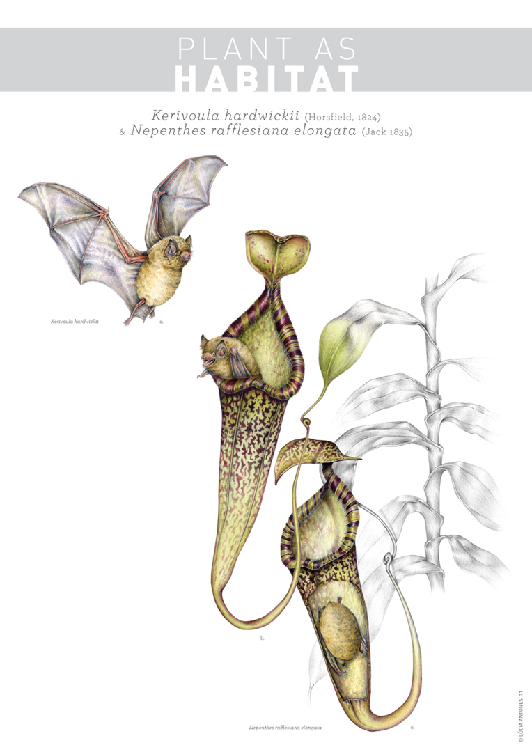 ILLUSTRACIENCIA tweet media