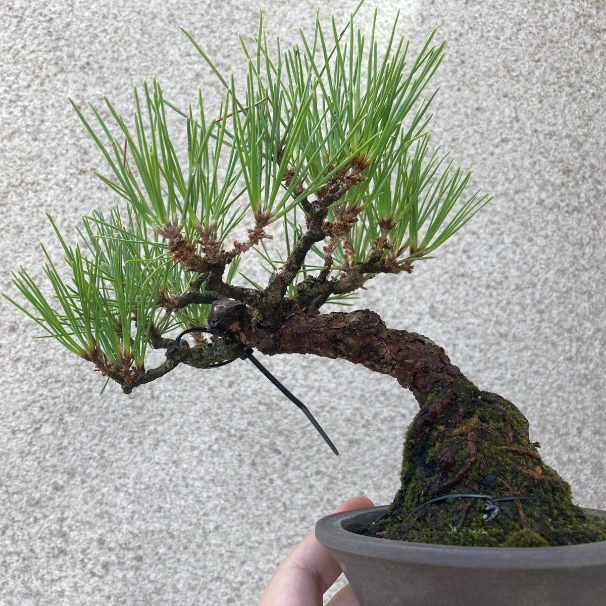 TsuruokaBonsai's tweet image. 黒松です。2022年の交換会で手に入れたものです。古くて良いじゃん！と当初は大喜びでしたが、なんだか単調な吹き流しがどうにかならないかなぁと思い続けていたら今年に入って急に文人風を思い付き、1月に針金をかけたものを植え替えました。我ながら良くやった方かなと思います🤣
#bonsai #盆栽