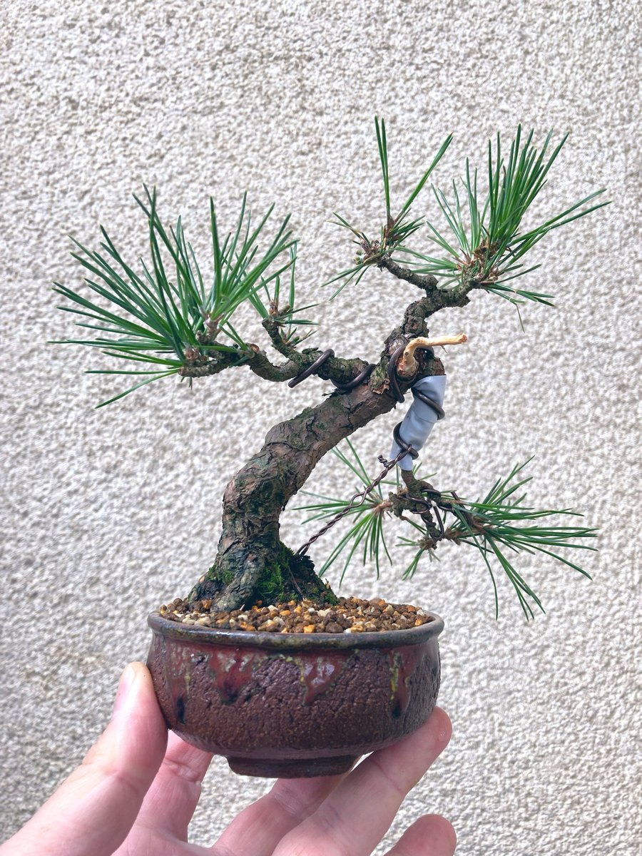 TsuruokaBonsai's tweet image. 黒松です。2022年の交換会で手に入れたものです。古くて良いじゃん！と当初は大喜びでしたが、なんだか単調な吹き流しがどうにかならないかなぁと思い続けていたら今年に入って急に文人風を思い付き、1月に針金をかけたものを植え替えました。我ながら良くやった方かなと思います🤣
#bonsai #盆栽