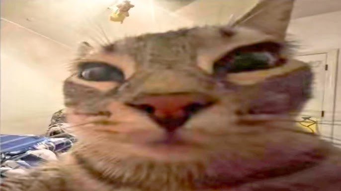 gatito gay VERÁ A BTS tweet media
