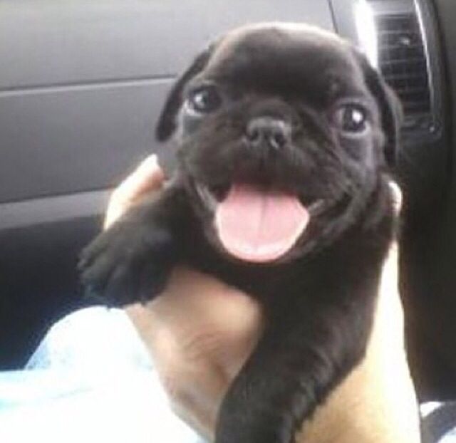 bruce greenstone belt tweet media