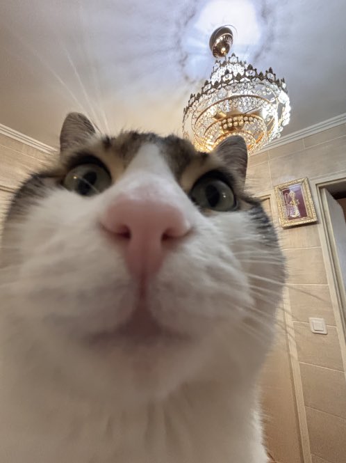 mitos officiel 🇵🇸 tweet media