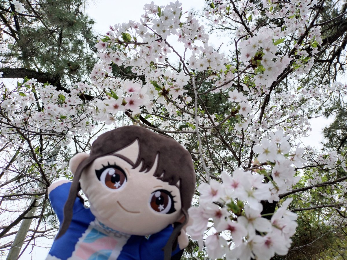 コロリー@NMLV無事終了！次はLIVE GRACE Ⅳ tweet media