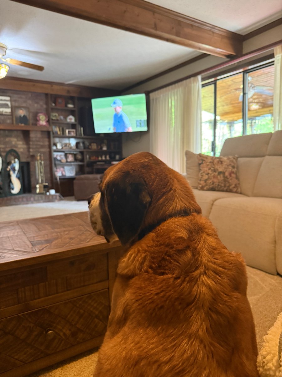 MarthaZoller's tweet image. The most important fan. Cissy 2- #Stbernardlove #masterssunday ⁦@TheMasters⁩ ⁦@Titleist⁩ ⁦@RuthlessPodcast⁩ ⁦@MichaelDuncan⁩ ⁦@ComfortablySmug⁩ ⁦@HolmesJosh⁩ @johnashbrook