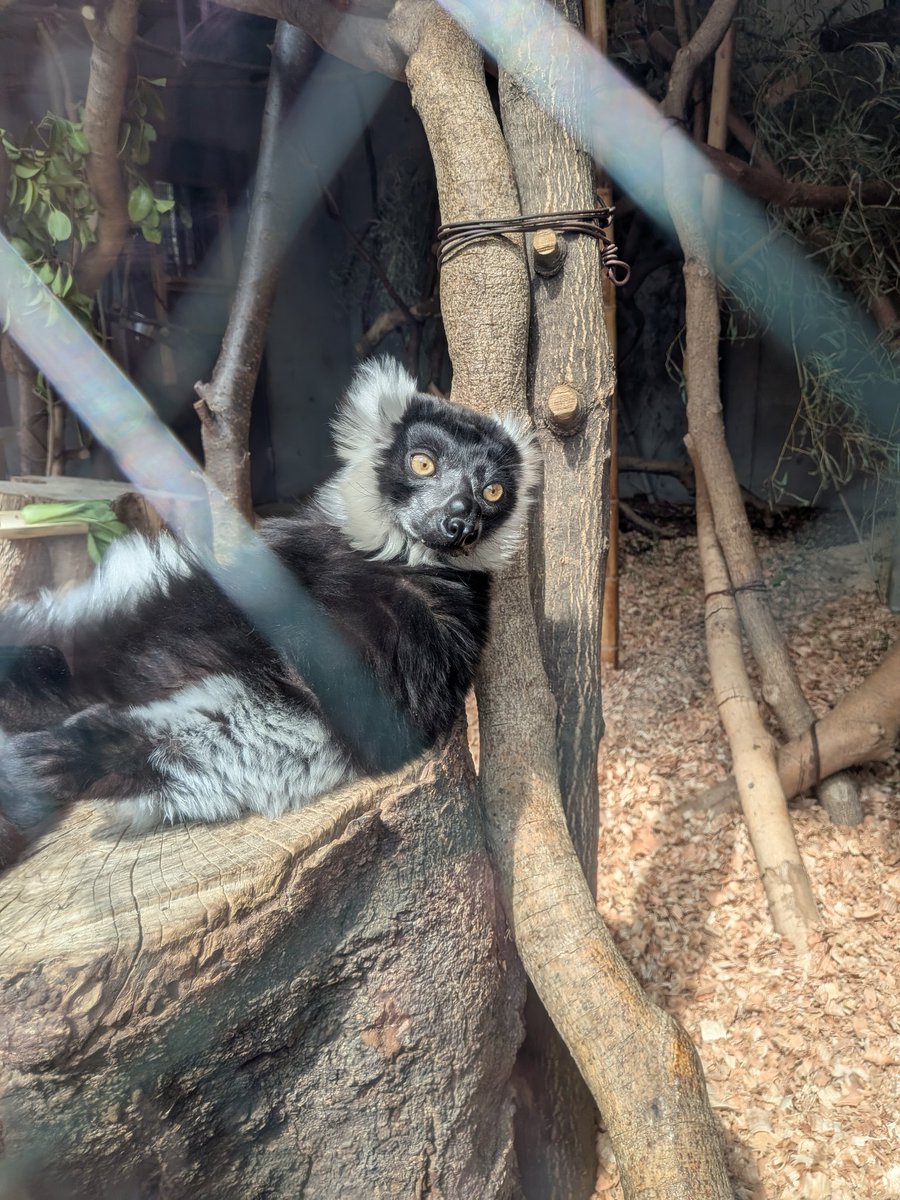 おはようございます☀
先週に引き続き上野動物園を紹介
ヤマアラシもツチブタもマヌルネコも寝てました💤
クロシロエリマキキツネザルは切り株の上でくつろいでました😊

やる気の出ない休日明け、そろそろ会社に行かないと😫
今週もよろしくお願いします🌸