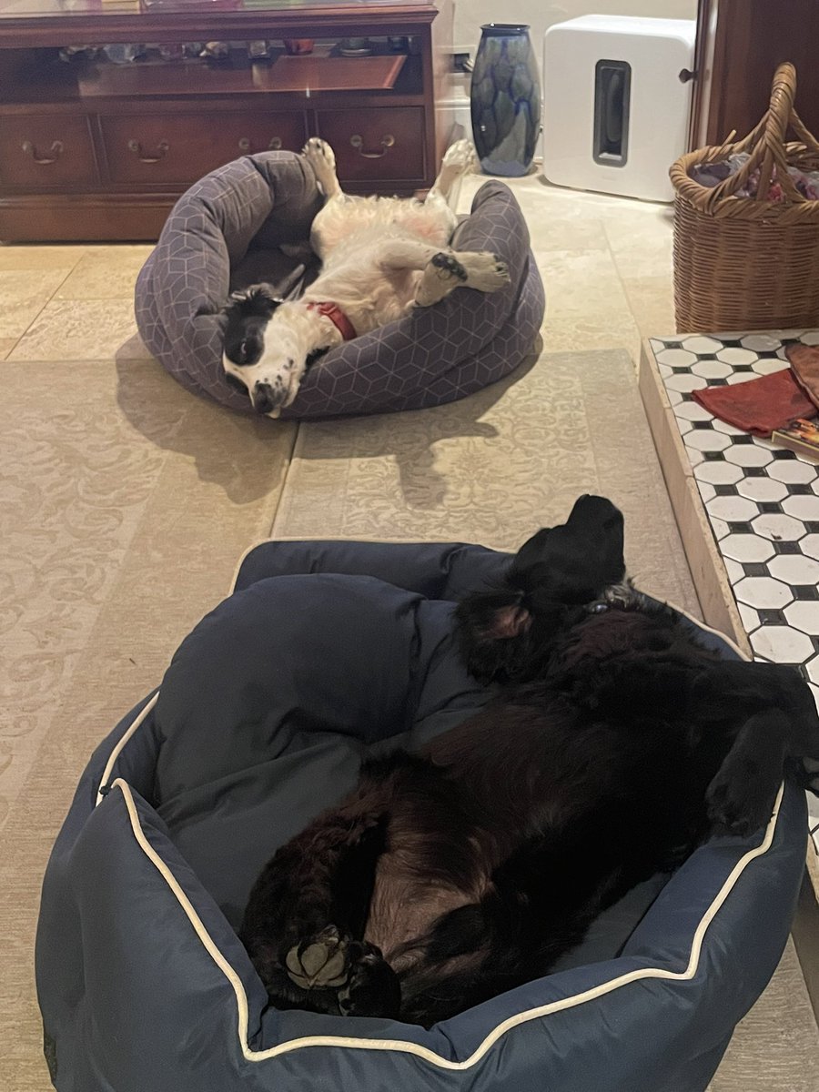 Carter_LikeDan's tweet image. #themasters update - it’s past our bedtime. Shut up Girl Boss. #dogsoftwitter #DogsofTwittter #dogsofx