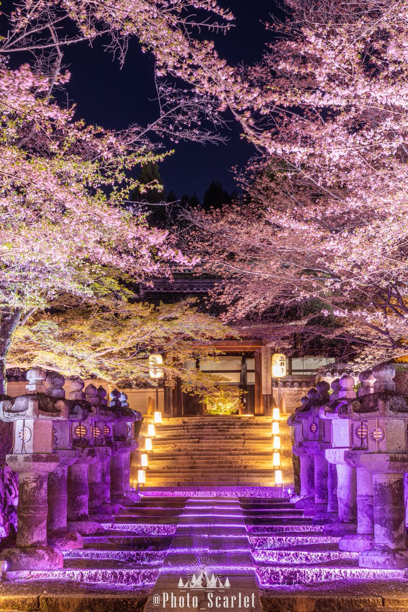 スカーレット@Photo tweet media