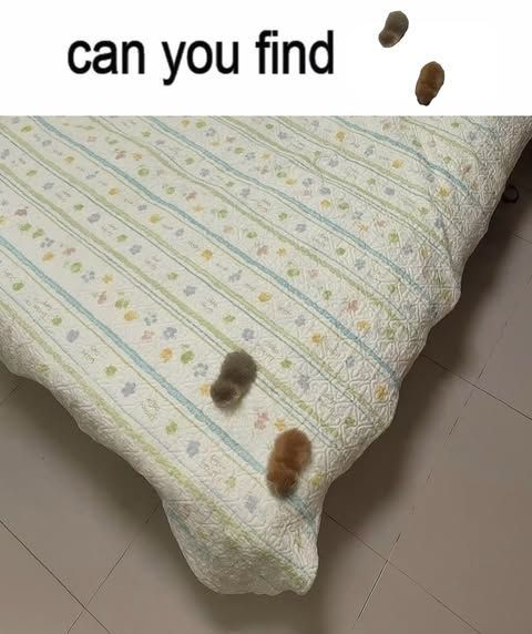 Cool Cat Society tweet media