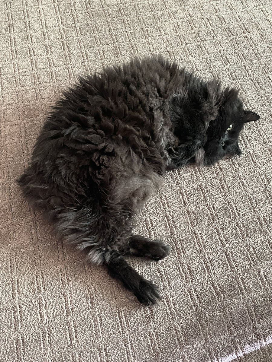 So much fluff! 😍