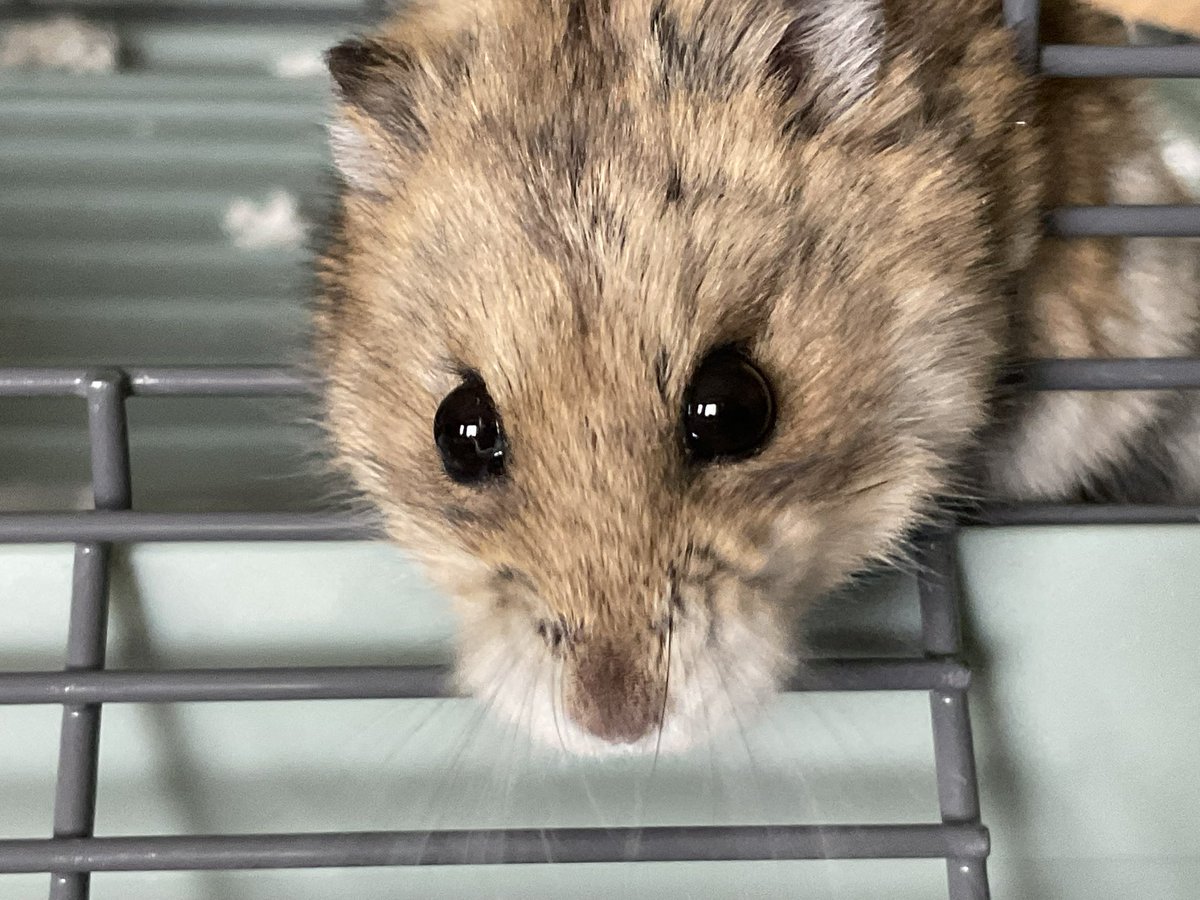 〖Alex / ganyus husband 〗❄️🩵 tweet media