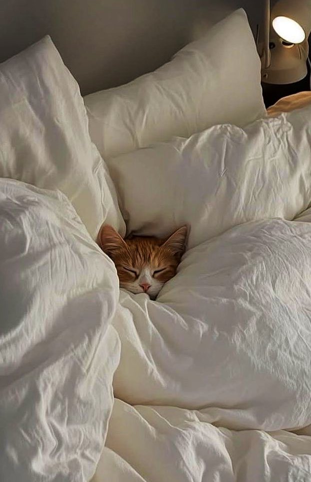 Paul Bronks tweet media