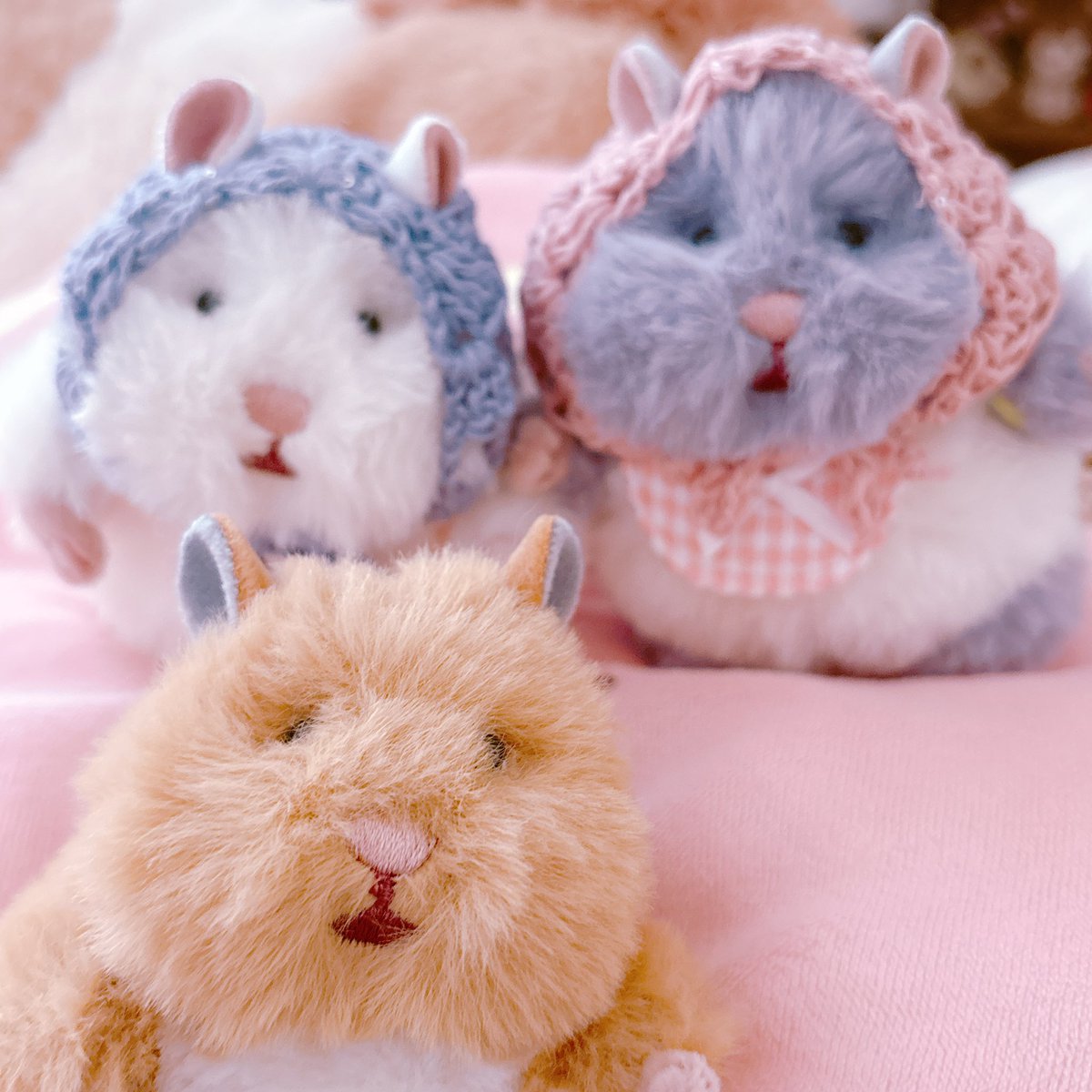 うしろの2ひきと比べてちゃーだけほっそりしてて雰囲気違うんだよね