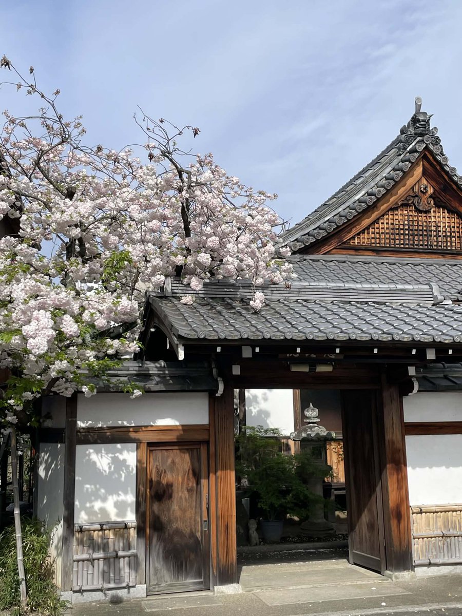 #大本山妙蓮寺
#京都妙蓮寺
#西陣妙蓮寺
#本門法華宗
#本門法華宗大本山妙蓮寺
#daihonzan_myorenji
#花の寺
#御会式桜
#酔芙蓉
#芙蓉
#八重桜
#妙蓮寺椿
#藤棚
#ツツジ
#イチハツ
#金木犀
#長谷川等伯
#本阿弥光悦
#銀木犀
#十六羅漢石庭
#四季の襖絵
#山野草
#サツキ
#彼岸花
#ススキ
#萩