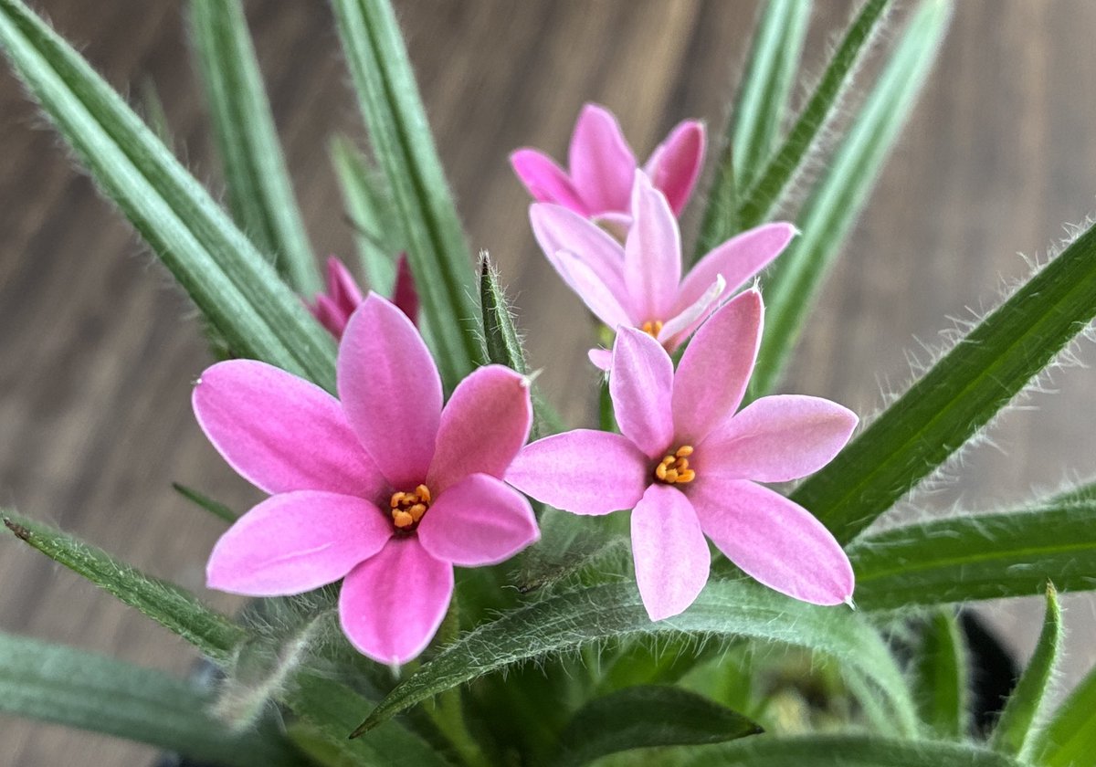 ちぇりこ tweet media