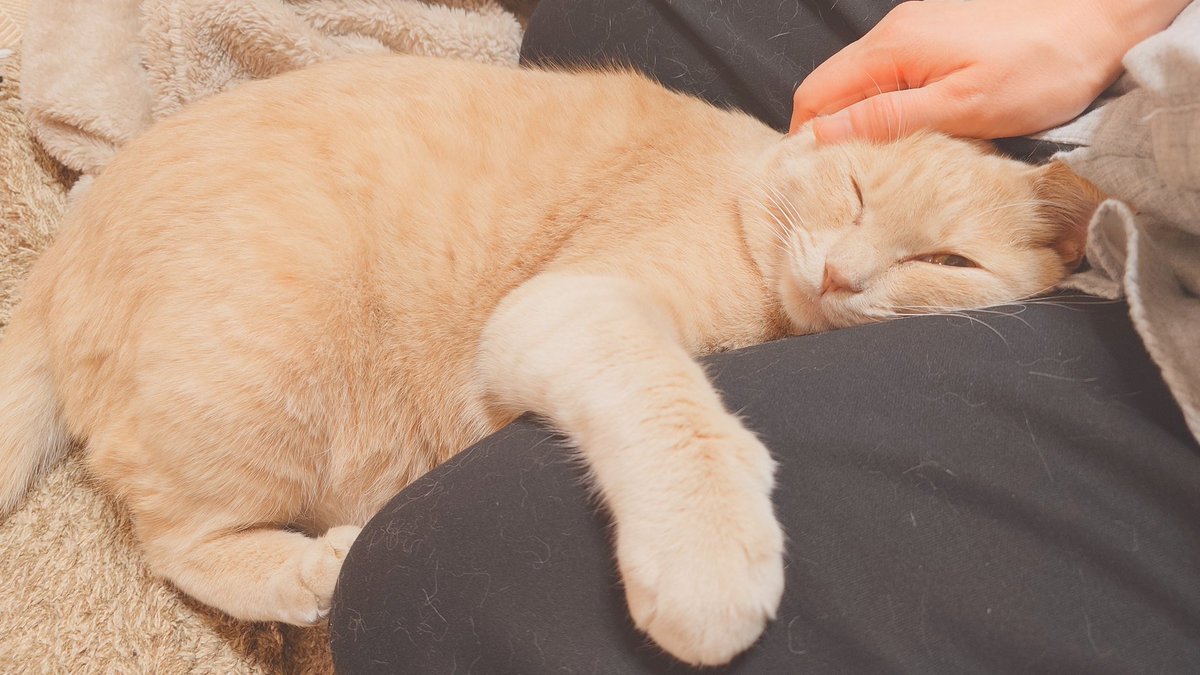 加賀マネジャ tweet media