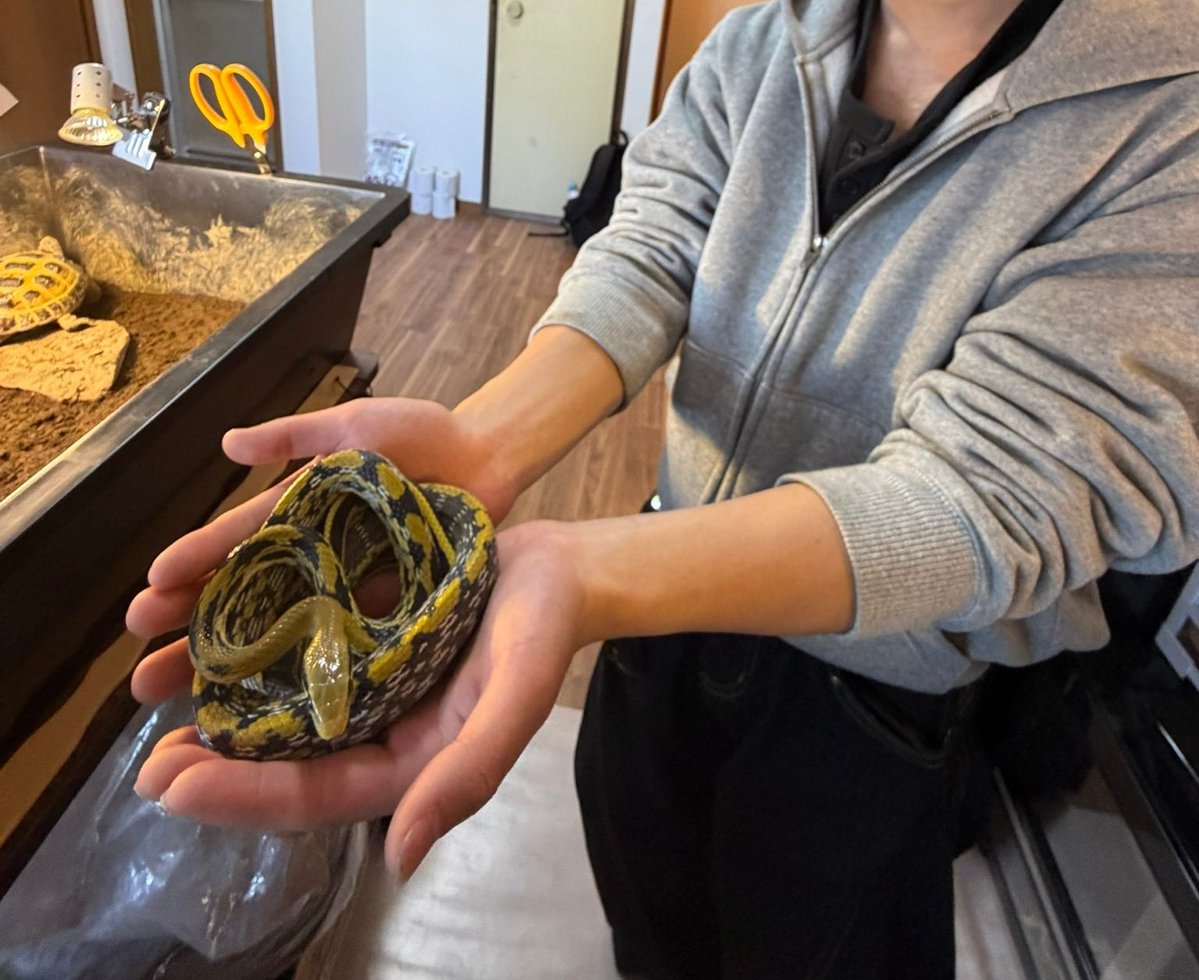 ゆゆゆ tweet media