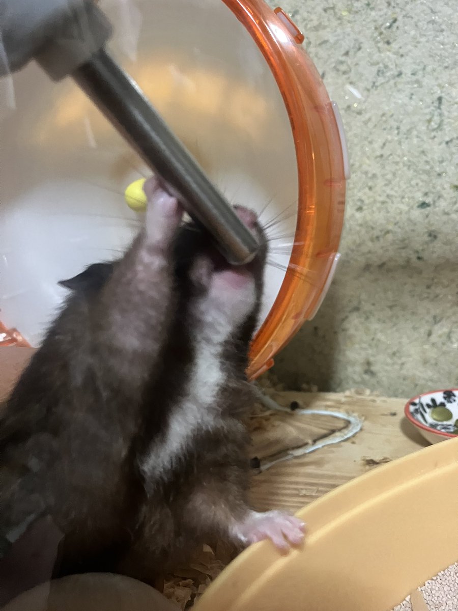 ちゃんと水分とるでちよ🚰