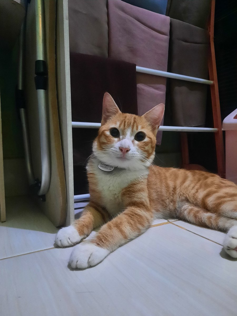 xdonddo's tweet photo. @tanyakanrl Halo kaka kaka nama ku yeon😻 https://t.co/2sC2QRD87N