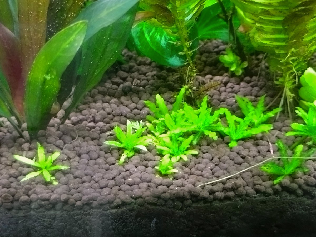 20cmキューブ水槽に必要量を植栽して余ったポゴステモン ヘルフェリーを別水槽に、サイアミーズに引っこ抜かれないように頂芽がギリギリ見える程度 ...