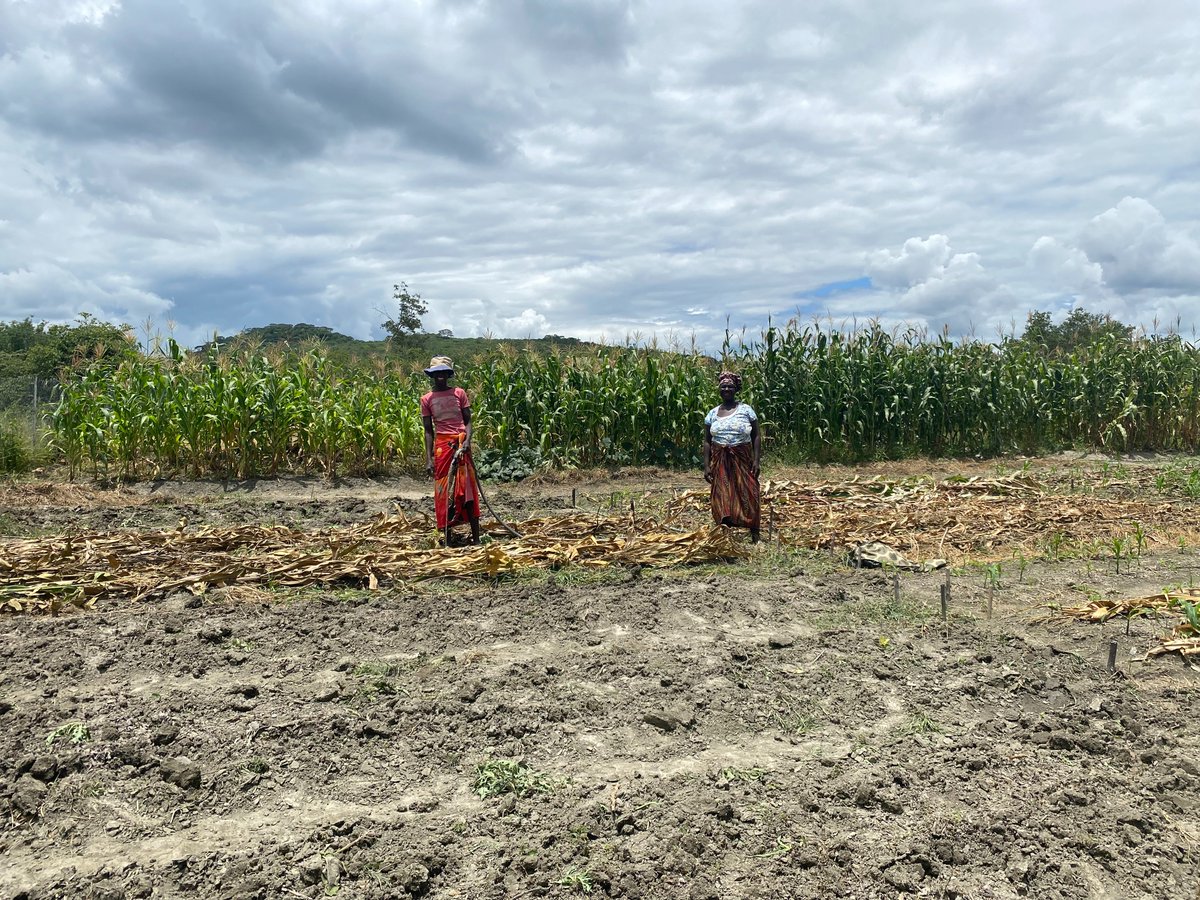 zet_uk's tweet image. We met with Kemukaka Women’s Group managing farming plots linked to the Kemuka Primary school. Income from crop sales is helping them pay school fees, support their households, and reinvest into future harvests.
#BuildingResilience at both household and community level.