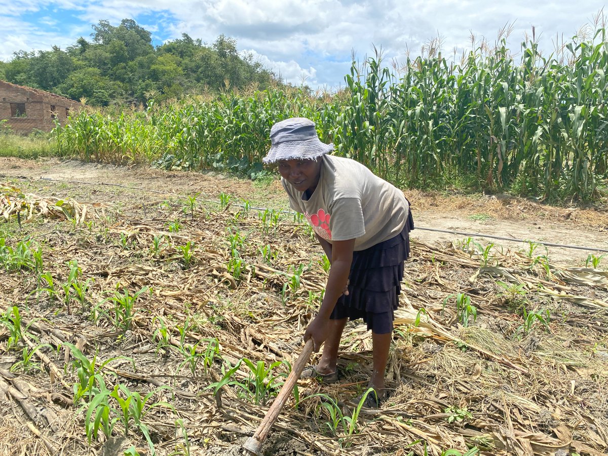 zet_uk's tweet image. We met with Kemukaka Women’s Group managing farming plots linked to the Kemuka Primary school. Income from crop sales is helping them pay school fees, support their households, and reinvest into future harvests.
#BuildingResilience at both household and community level.