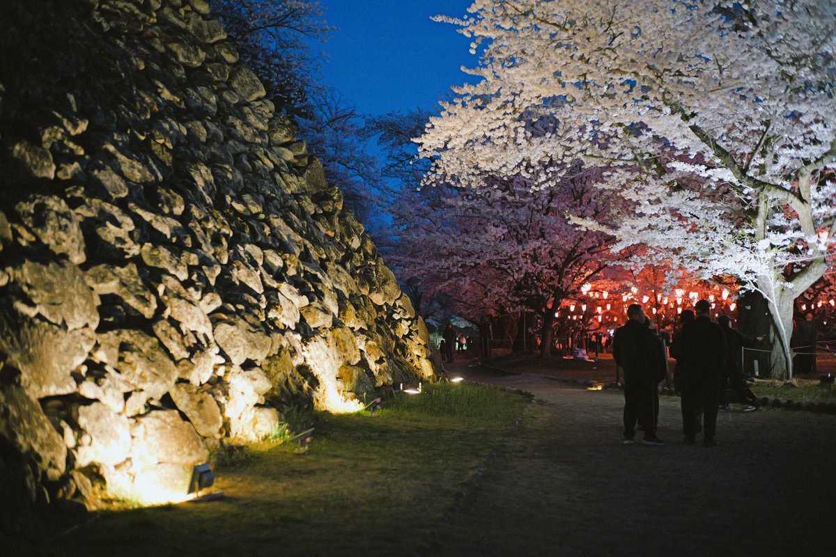 komoshabu's tweet photo. 小諸城趾懐古園の夜桜

満開が楽しめるのはあと数日

少しずつ桜吹雪の時期が近づいています https://t.co/9FyKXURwaK