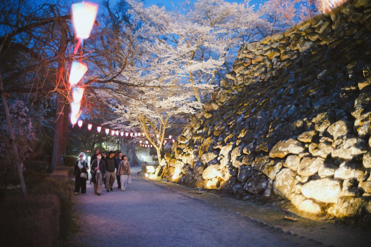 komoshabu's tweet photo. 小諸城趾懐古園の夜桜

満開が楽しめるのはあと数日

少しずつ桜吹雪の時期が近づいています https://t.co/9FyKXURwaK