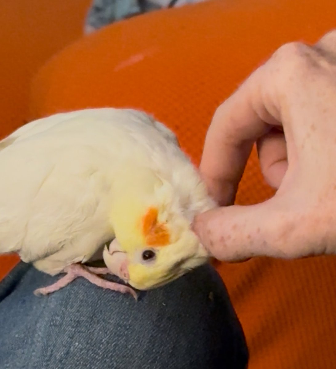 bebypepper's tweet photo. We have some sad news to share about our family’s foster tiel, Lemonade :(

Lemon passed away today at the emergency vet. She went in recently for issues which she got an antibiotic for. She declined more suddenly today and passed away before the vet could even examine her. 💔 https://t.co/RRtLqpaF3z